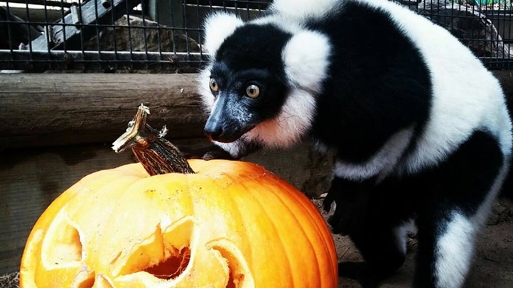 The Conservation Pumpkin Patch Nbc Bay Area