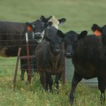 Livermore farmers/winemakers (cows)