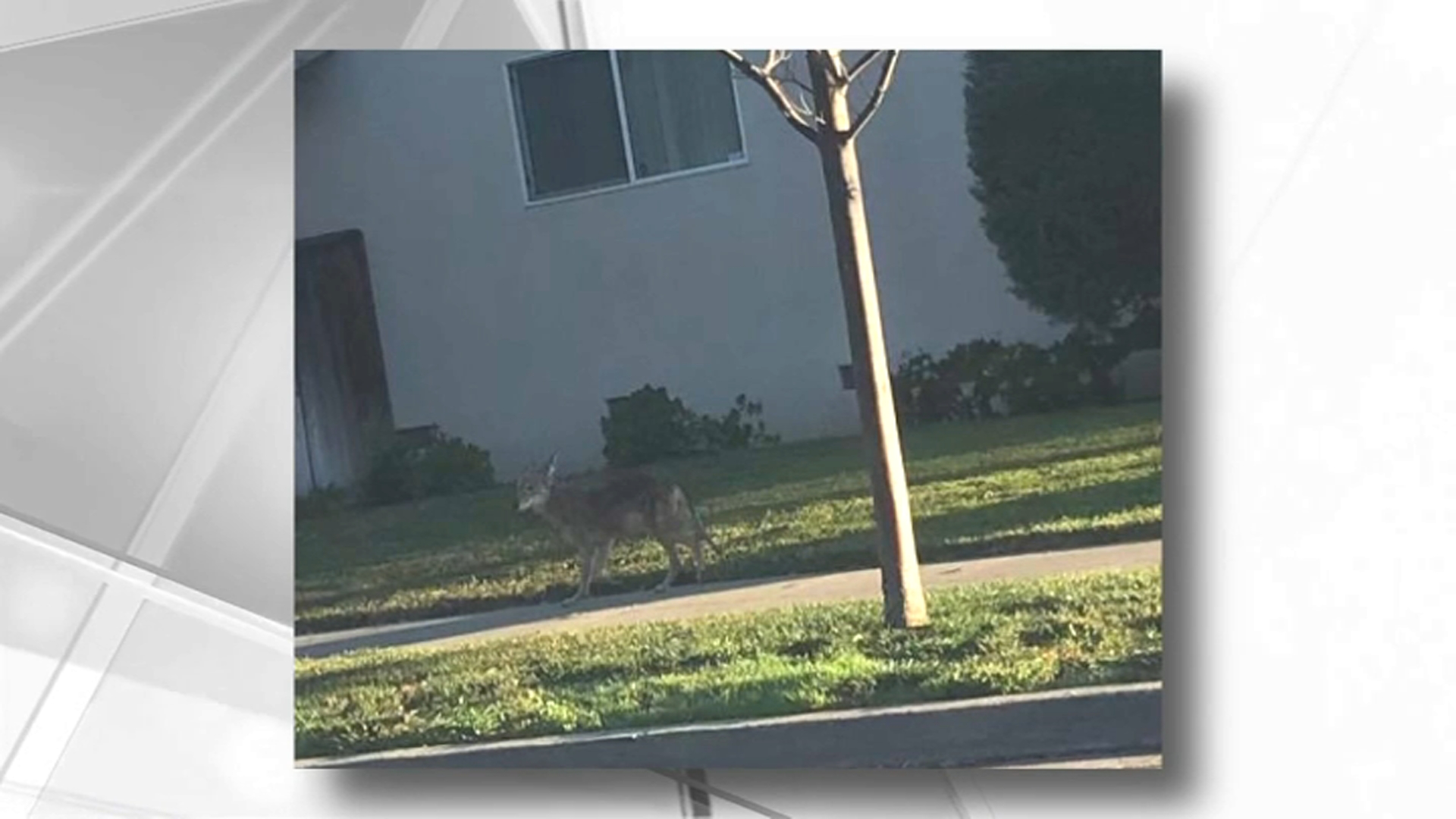 San+Jose+Residents+Stunned+by+Massive+Coyote+Seen+Roaming+Neighborhood