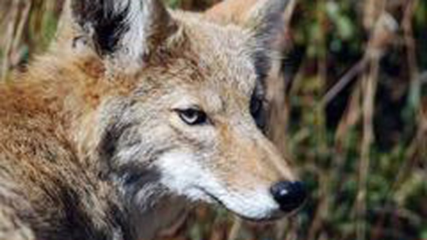 coyote21