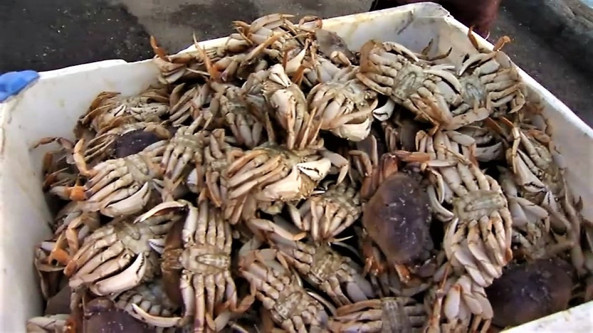 After Delays, Commercial Crab Season Opens NBC Bay Area