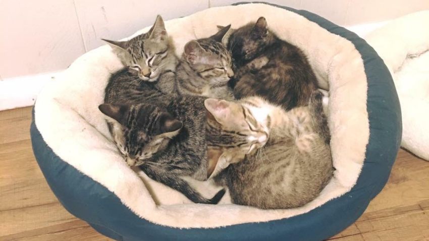 cupcake kittens