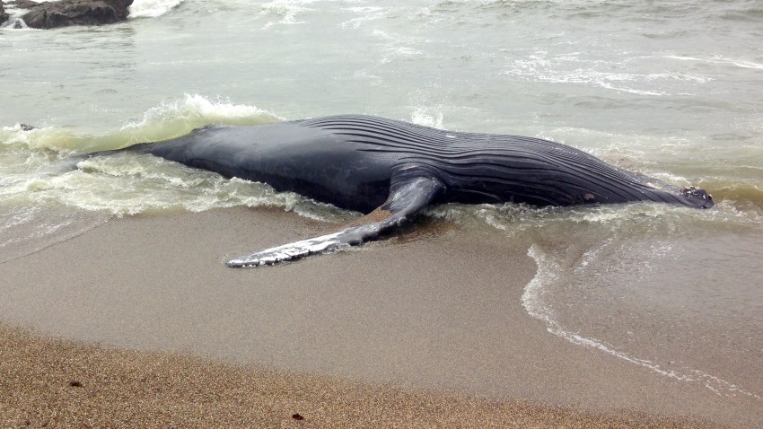 deadwhale3
