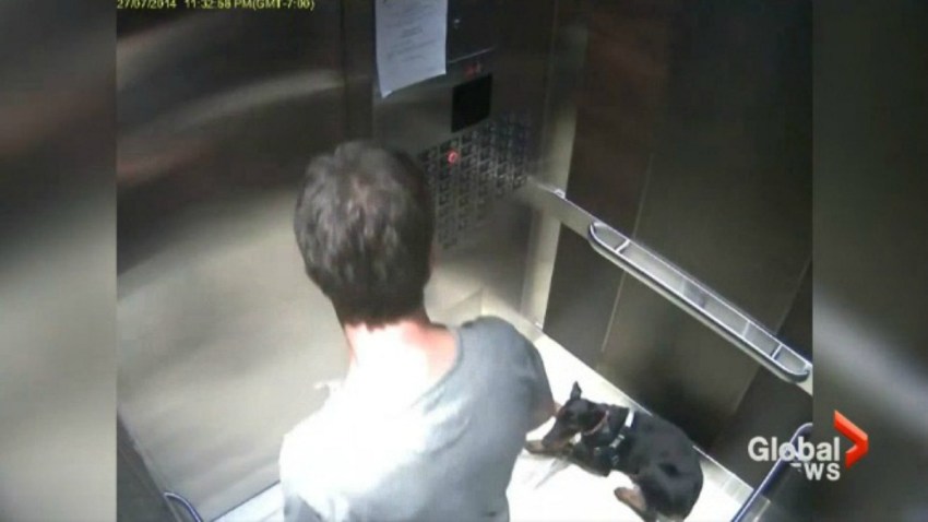 des hague dog abuse