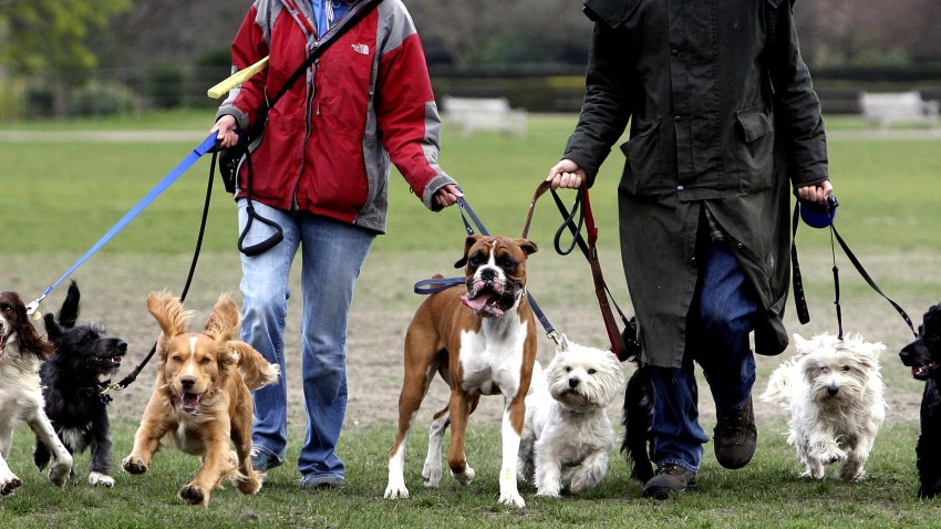 022209 Dog Walkers