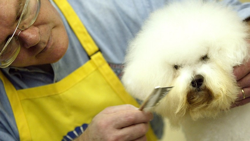 GOLDEN GATE DOG SHOW