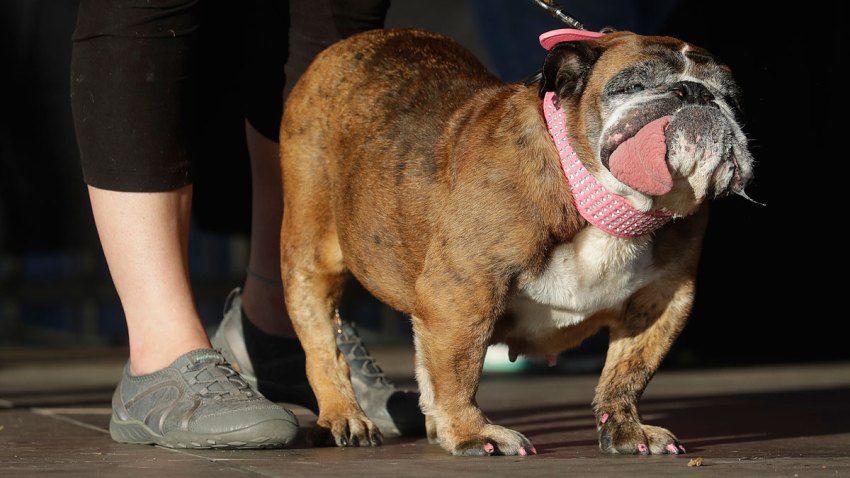 World's Ugliest Dog