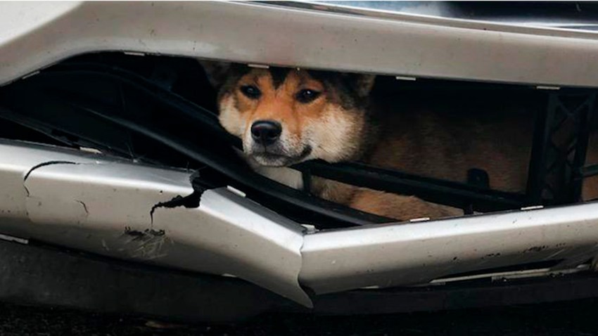 Dog Stuck Bumper