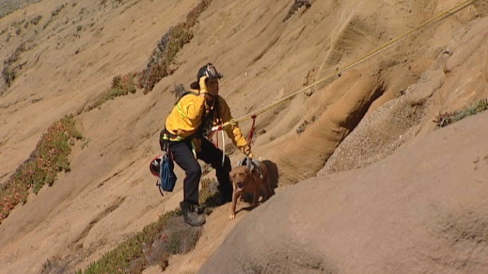 dog_rescue_sf
