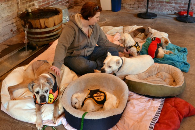 dogs1-640x426