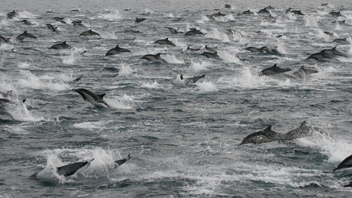dolphinsinsd
