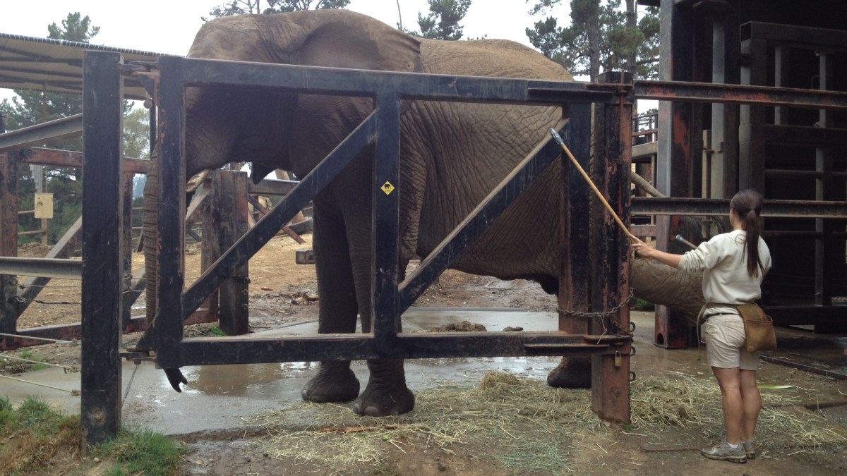 Oakland Zoo Tracks Elephants With GPS NBC Bay Area