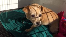 09-15-16-Drain-Pipe-Chihuahua-Stuck-Rescued