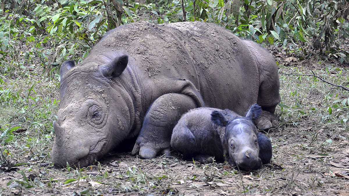 Rhino Born By Artificial Insemination At Cincinnati Zoo Nbc Bay Area