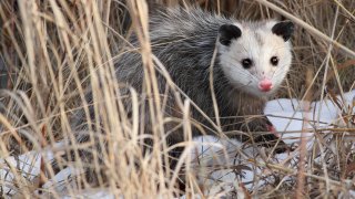 [UGCCHI-CJ]Photo - Play Possum