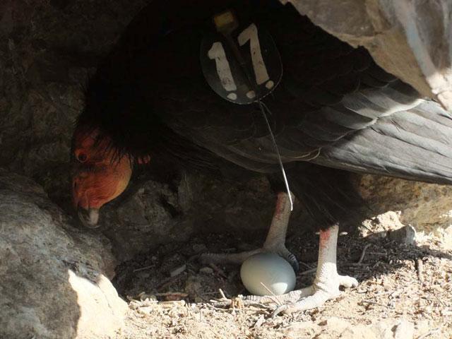 Condor Embryo California Condor Egg Hatches – NBC Bay Area