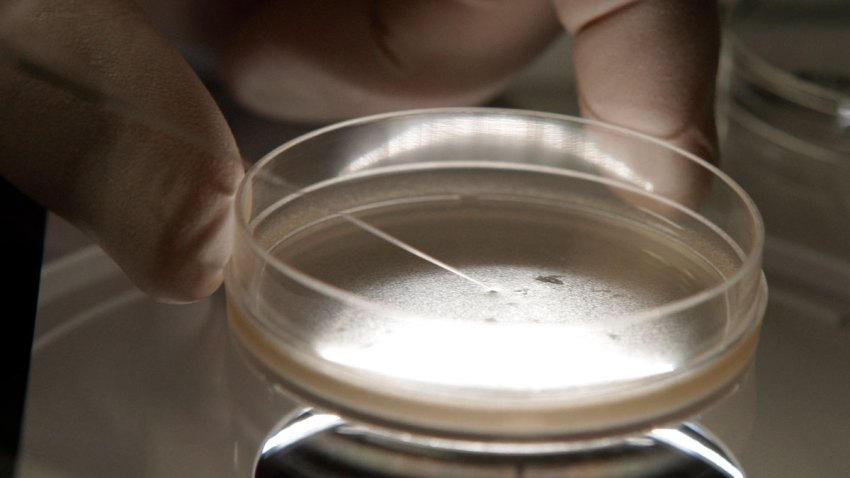 Ballot Stem Cell Research