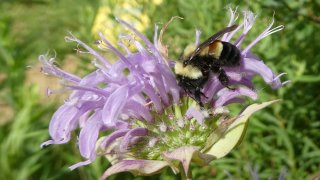 Endangered Bumblebee