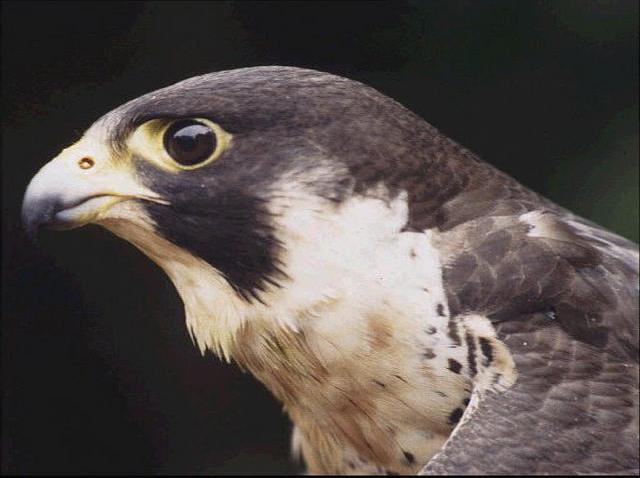 Peregrine Falcon