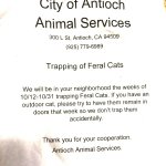 feral-cat-flyer