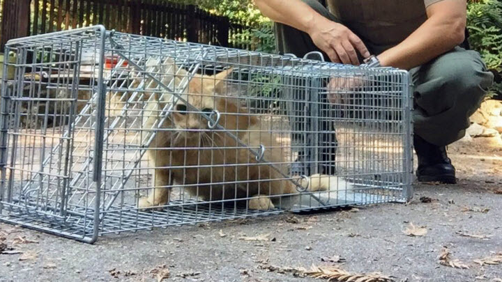 feral cats-0824