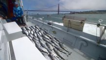 fish on deck