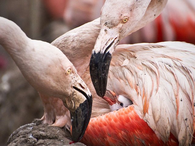 flamingochickCrop