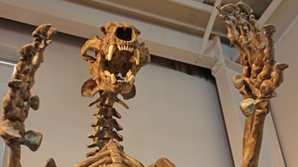 fossilstofalls