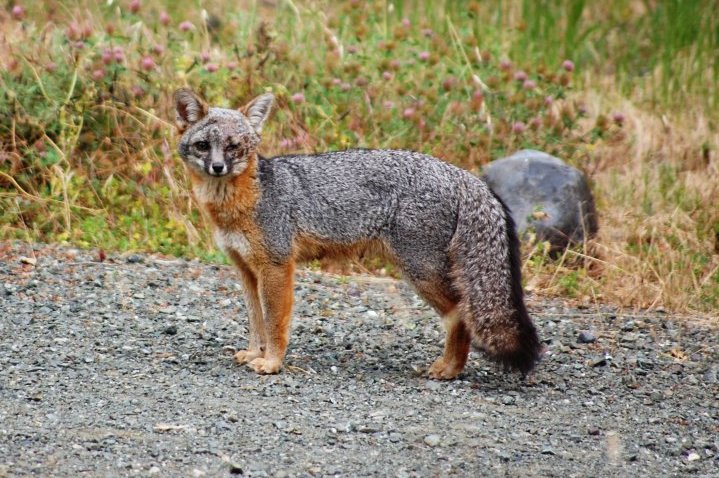 foxbouverie1