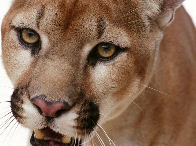 Cougar Love Party Coming Next Weekend Nbc Bay Area