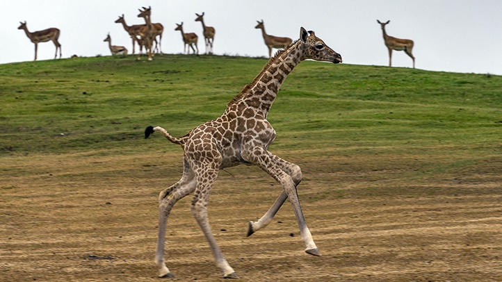 giraffecamsd928982
