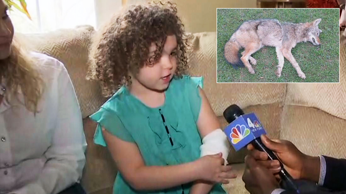 Off-Duty Cop Tackles Coyote That Charged, Pounced 5-Year-Old Girl At NY ...