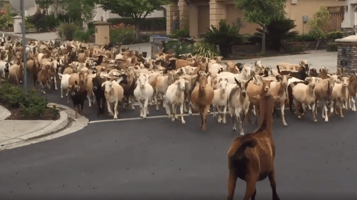 About 200 Goats Escape, Roam the Streets of East San Jose – NBC Bay Area
