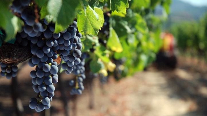 grapesCTTC09111717303168