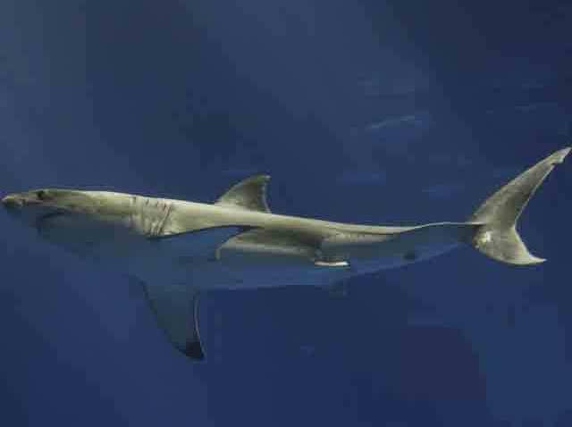 Great White Shark