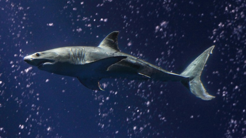 Great White Shark