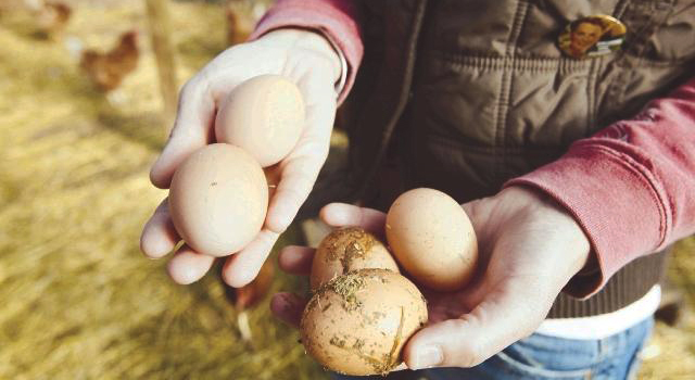 greeneggs