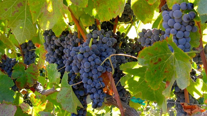harvestlivermoregrapes1