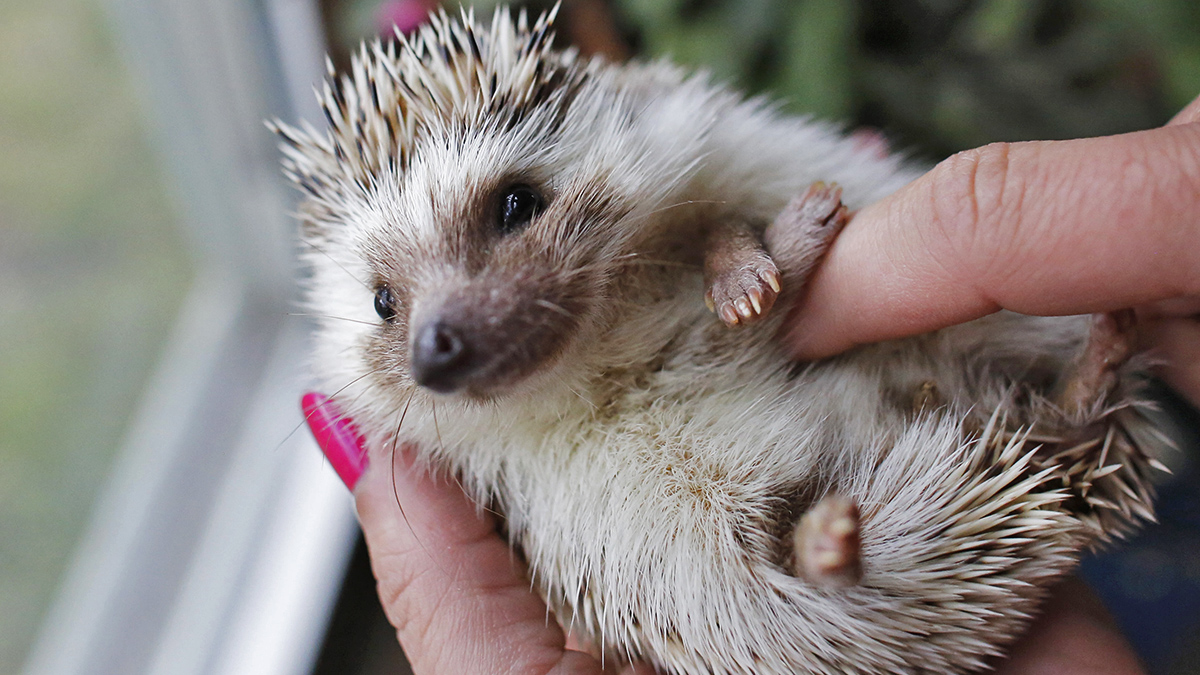 Prickly Pet Hedgehogs Gaining Popularity NBC Bay Area
