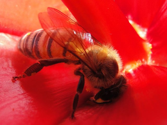 honeybee