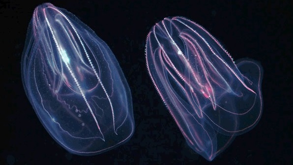 jelliesclosingmba
