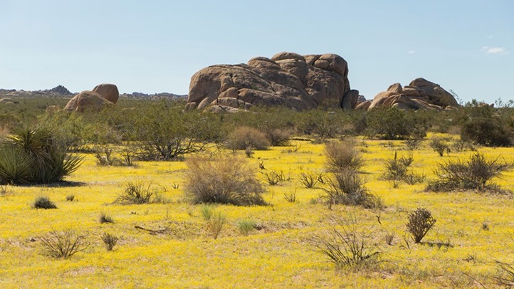 joshuatreeaugustflowers