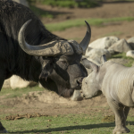 justin with buffalo