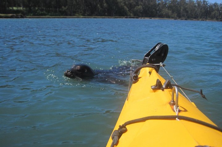 kayak new friend pic