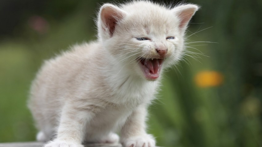 kitten crying_Sergey Petrov