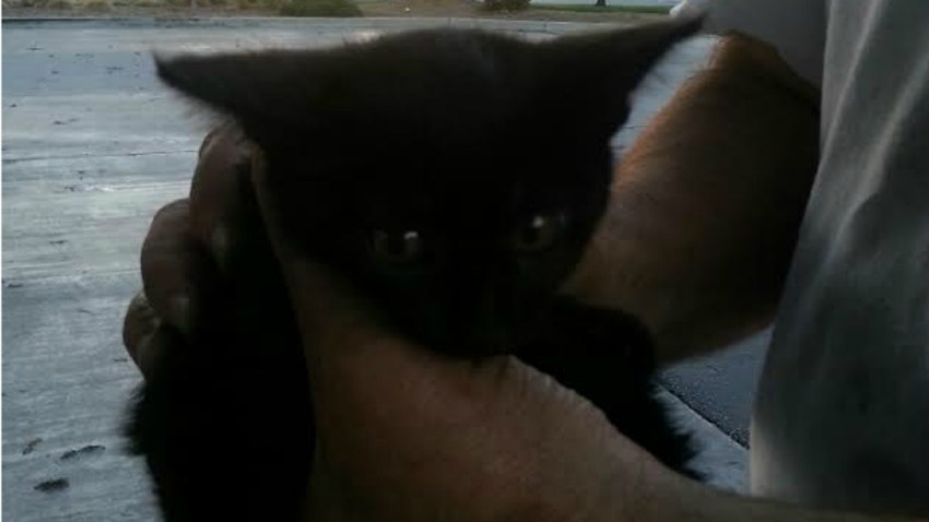kitten7