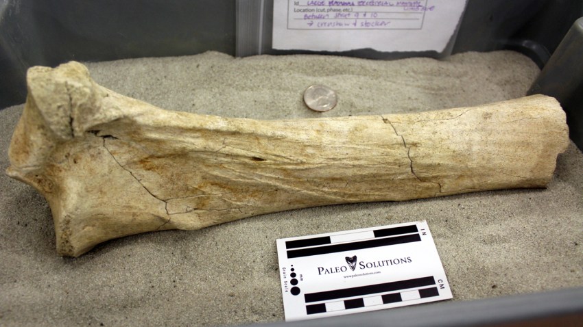 knbc-ancient-bison-bone-discovered-1