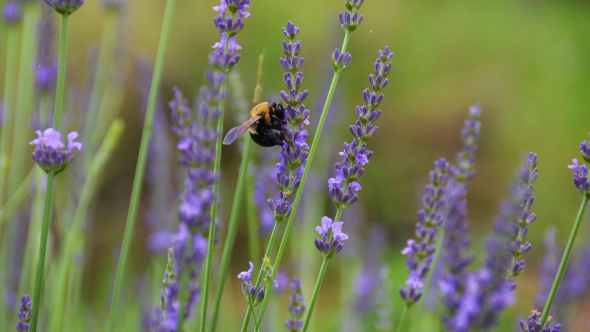 lavender011