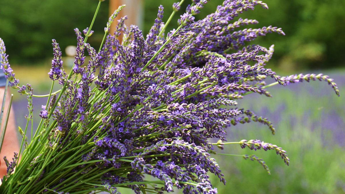 Lavender Blue Harvest Days are blooming at Apple Hill
