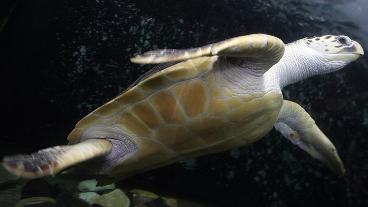57294611CS009_177kg_Turtle_